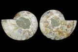 Agatized Ammonite Fossil - Agatized #144107-1
